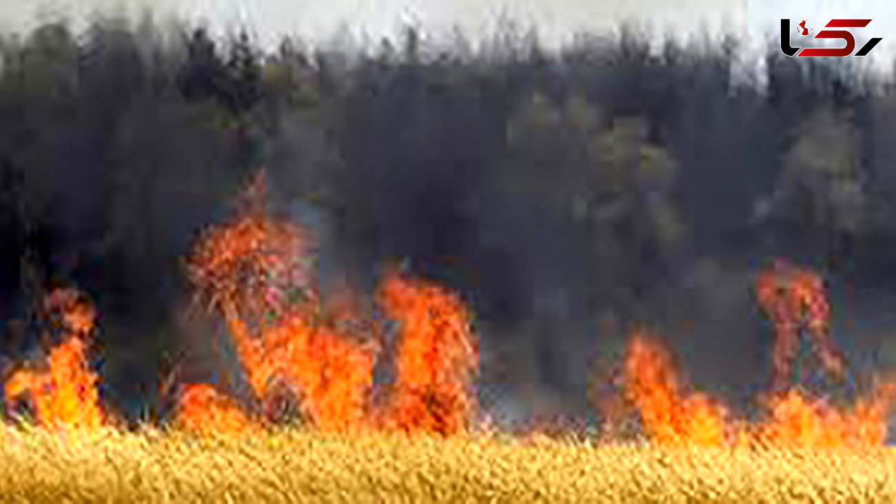 آتش سوزی سنگین در نخلستان‌های خنج