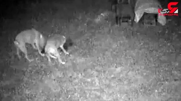 سرانجام شوم یک دعوای خونین سگ و گربه + فیلم