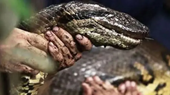 فیلم لحظه حمله مار غول پیکر به یک مرد