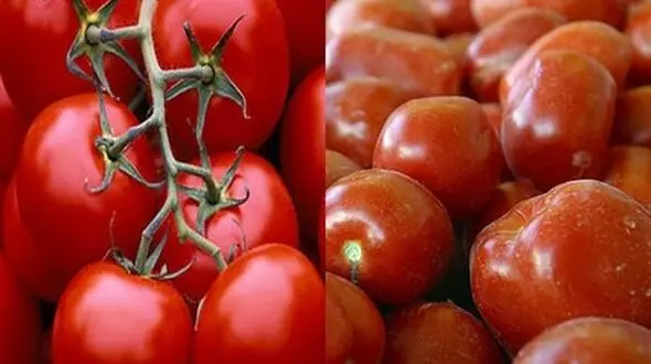 کاهش قیمت سیب‌زمینی و گوجه‌فرنگی/ ادامه ارزانی در بازار با تولیدات جدید
