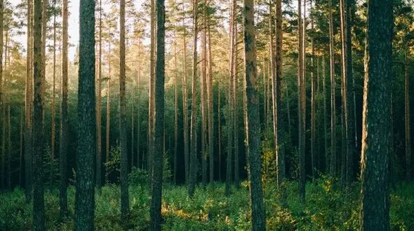 بهره گیری از ظرفیت پادگان ها برای توسعه زراعت چوب و فضای سبز