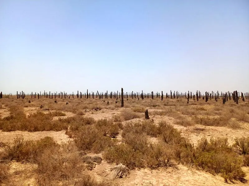 نخل های خوزستان آبادان و خرمشهر