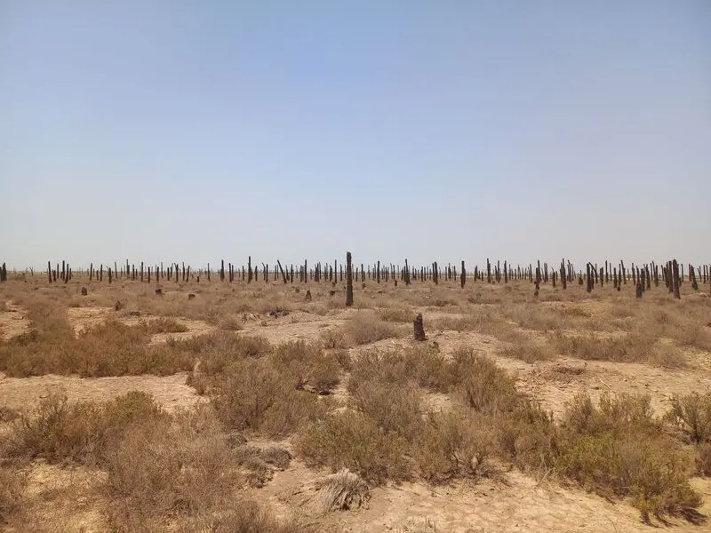 نخل های خوزستان آبادان و خرمشهر