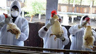 هشدار دامپزشکی شهرستان طرقبه شاندیز نسبت به شیوع آنفلوانزای فوق حاد پرندگان