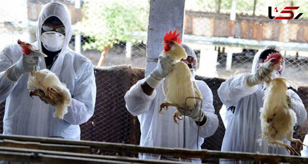 هشدار دامپزشکی شهرستان طرقبه شاندیز نسبت به شیوع آنفلوانزای فوق حاد پرندگان
