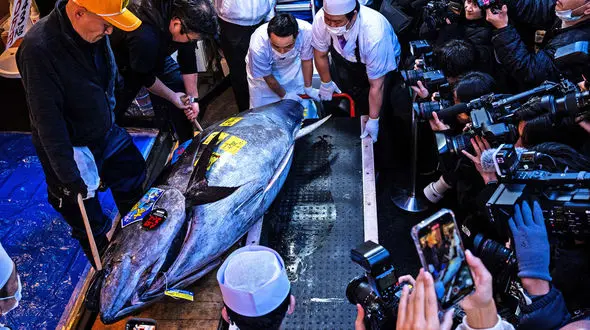 رکورد فروش ماهی تون آبی در نخستین حراج سال نو توکیو/ 3.2 میلیون دلار