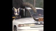 فیلم عجیب از حمل یک گاو عظیم الجثه با خودروی سواری! / پلیس شوکه شد