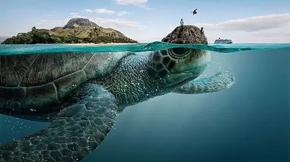 ببینید /لحظه‌ای دلنشین از دیدار دوباره لاکپشت غول پیکر با اقیانوس! + فیلم