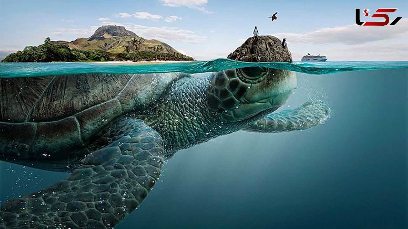 ببینید /لحظه‌ای دلنشین از دیدار دوباره لاکپشت غول پیکر با اقیانوس! + فیلم