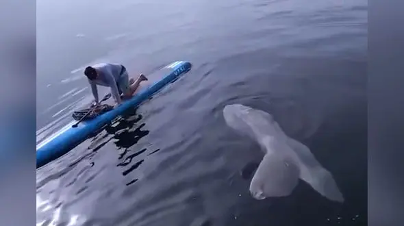 خورشیدماهی غول پیکر قایقران را شوکه کرد + فیلم