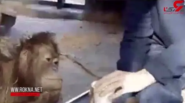 واکنش دیدنی یک میمون به تردستی یک شعبده باز + فیلم