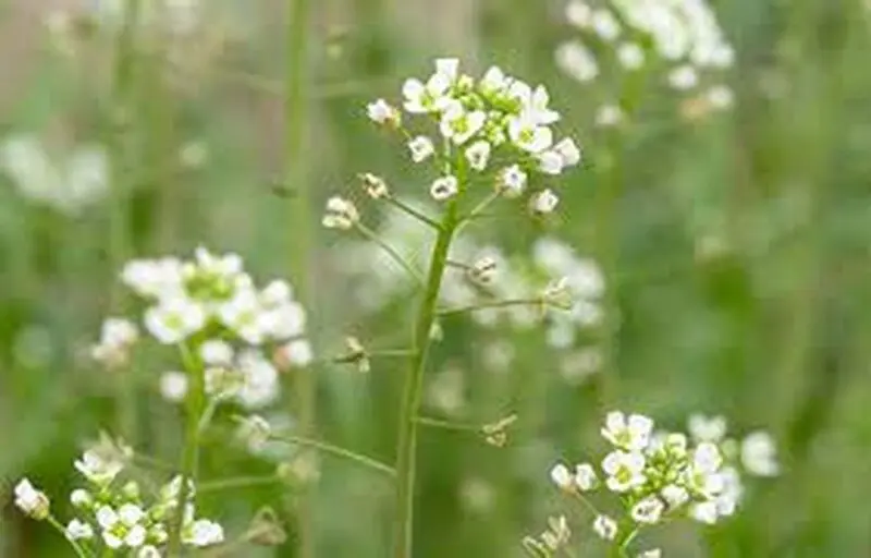 خواص گیاهان دارویی را بشناسید