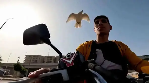 عجیب اما واقعی؛ جوان مصری و کبوتر، دوستانی غیرمنتظره + فیلم