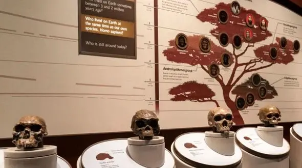 کدام ژن پشت توانایی صحبت کردن انسان‌ها قرار دارد؟