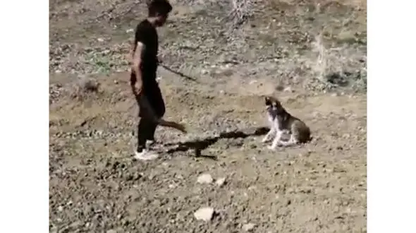 فیلم وحشتناک از حیوان آزاری یک جوان بی رحم ( 14+)