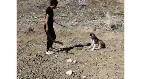 فیلم وحشتناک از حیوان آزاری یک جوان بی رحم ( 14+)