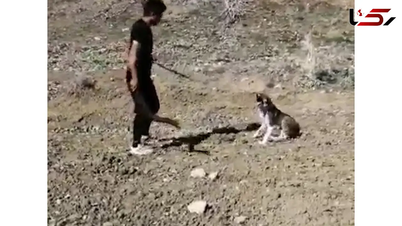 فیلم وحشتناک از حیوان آزاری یک جوان بی رحم ( 14+)