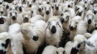 کشف ۷۲ راس گوسفند قاچاق در "رومشکان"