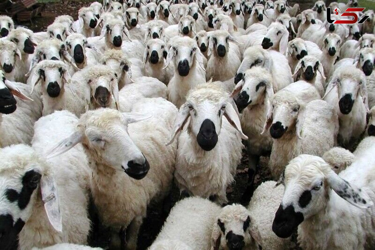 کشف ۷۲ راس گوسفند قاچاق در "رومشکان"