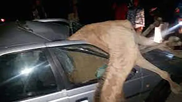 شتر سوار پژو 405 شد یک نفر مرد / در سیریک رخ داد 