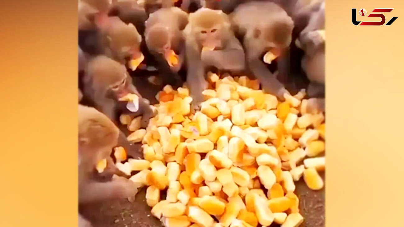 نان خوردن میمون های گرسنه + فیلم