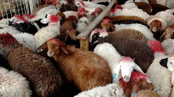 فیلم عجیب ترین قاچاق از ایران به عراق + جزییات تاسف آور