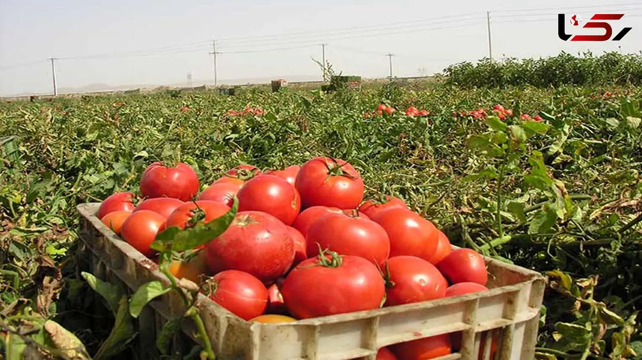 ببینید / محصولات روی زمین مانده کشاورزان! + فیلم