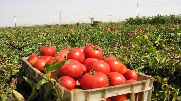 جدیدترین روش برداشت گوجه فرنگی + فیلم