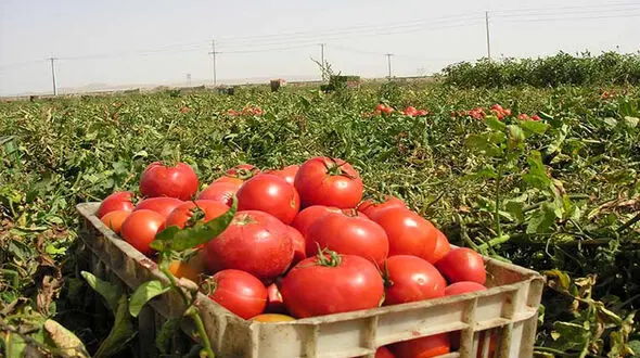 ببینید / محصولات روی زمین مانده کشاورزان! + فیلم