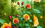 فال ابجد امروز 14 اردیبهشت + فیلم