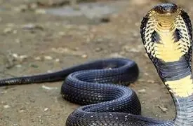 فیلم مستند حیات وحش / ماجرای امروز راز بقا: زنده‌گیری هولناک و نفس‌گیر مار کبری