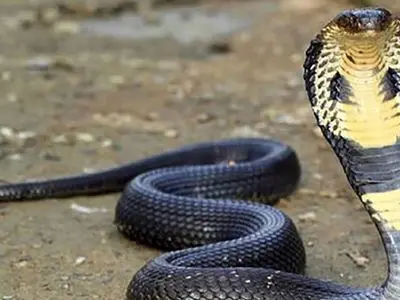 فیلم مستند حیات وحش / ماجرای امروز راز بقا: زنده‌گیری هولناک و نفس‌گیر مار کبری