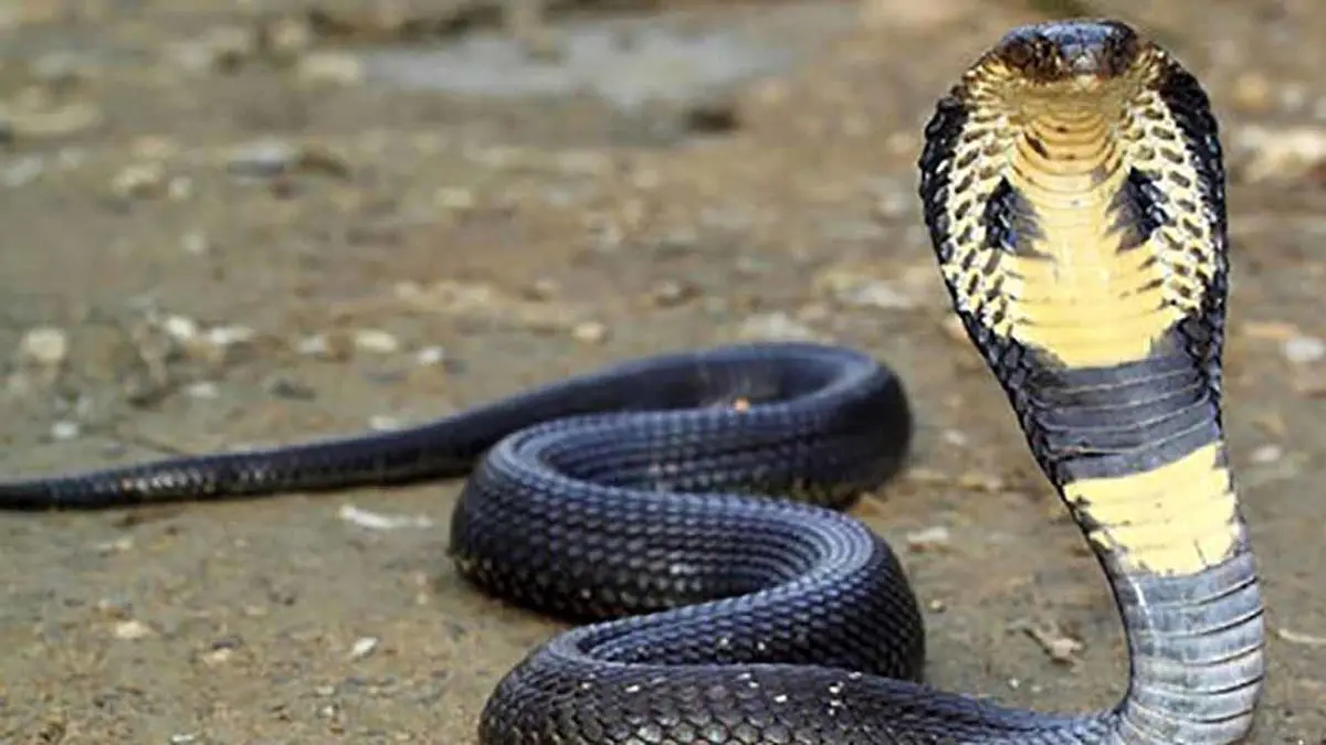 فیلم مستند حیات وحش / ماجرای امروز راز بقا: زنده‌گیری هولناک و نفس‌گیر مار کبری