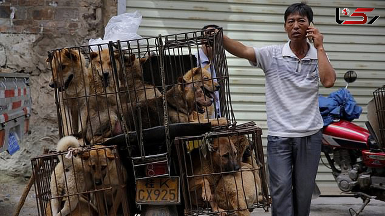 فروش سگ در بازار چین برای پختن ! + عکس و فیلم دردناک