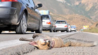 تلف شدن ۴۰ حیوان وحشی در تصادفات جاده‎ای مهریز