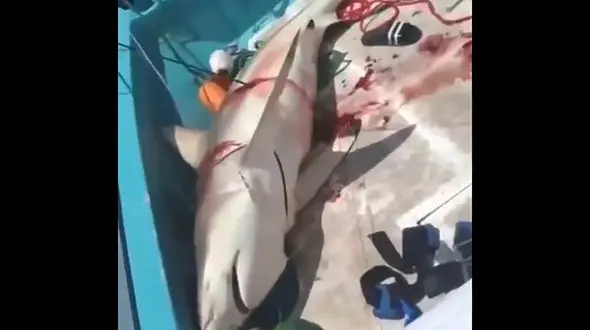 کشف 8 هزار کوسه قاچاق در چابهار 