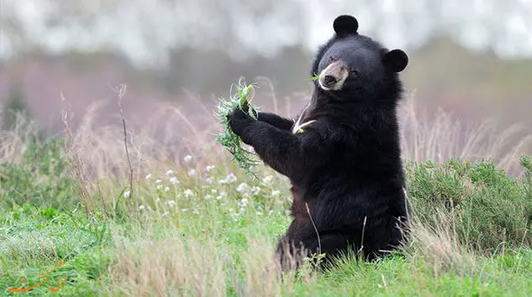 خرس سیاه مسافر  خودروی شخصی در اصفهان !