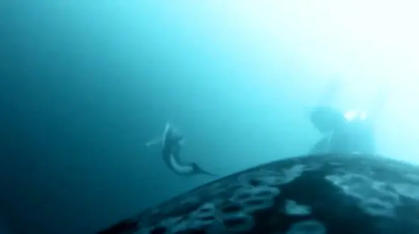 فیلم شکار مشترک نهنگ‌ و دلفین‌