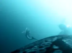 فیلم شکار مشترک نهنگ‌ و دلفین‌