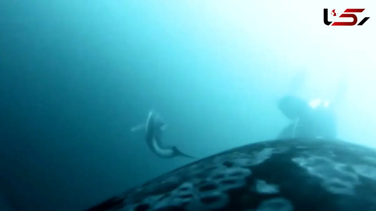 فیلم شکار مشترک نهنگ‌ و دلفین‌