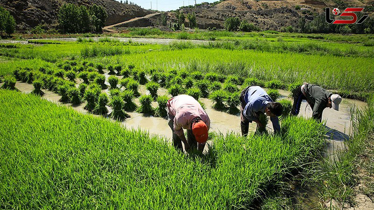تامین برنج ۲۵ میلیون ایرانی در مازندران