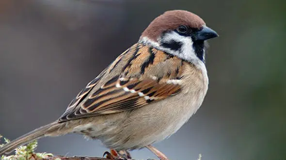 کشتن کدام حیوان در اسلام ممنوع است ؟ + عکس ها و اسامی