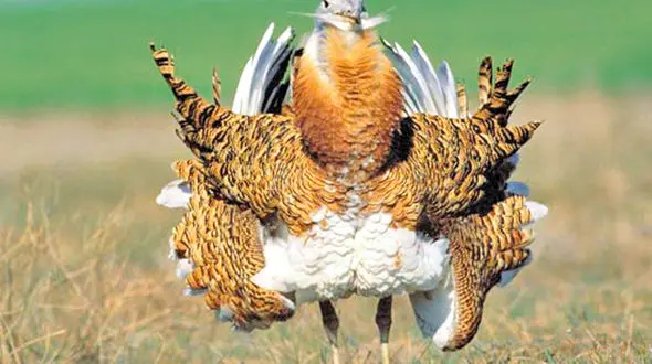 نسل عروس پرندگان در حال انقراض است!