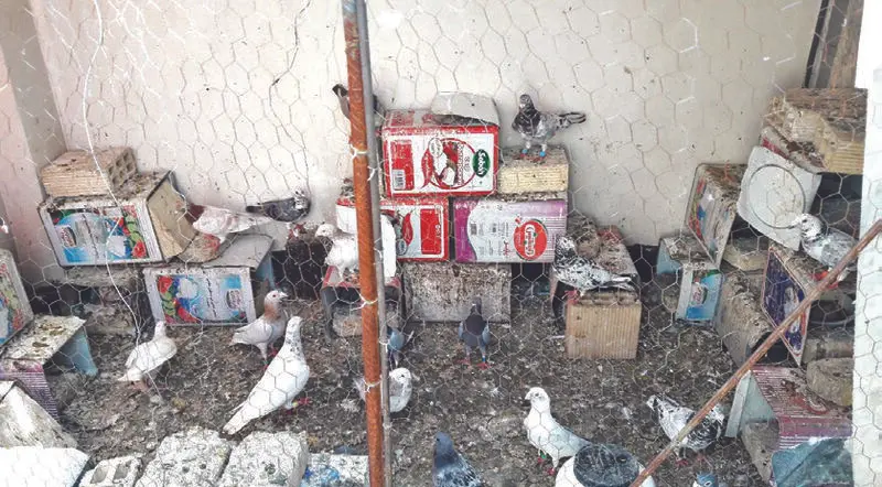 برادرکشی (3)