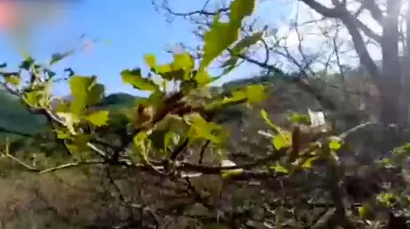 حمله پروانه‌ها به جنگل‌های ارسباران + فیلم