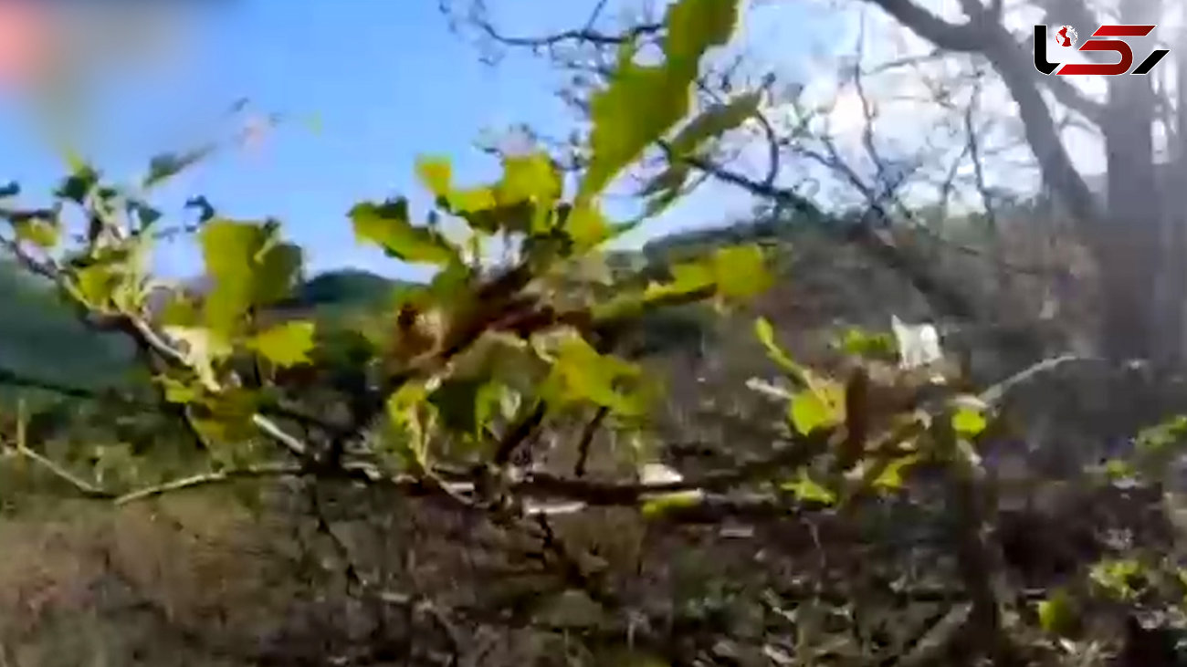 حمله پروانه‌ها به جنگل‌های ارسباران + فیلم