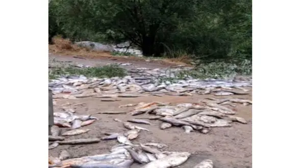 تلف شدن آبزیان مراکز پرورش ماهی بر اثر سیل در مازندران و هرمزگان + فیلم و عکس