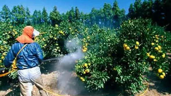 سم کشاورزی دو کودک را به کما برد