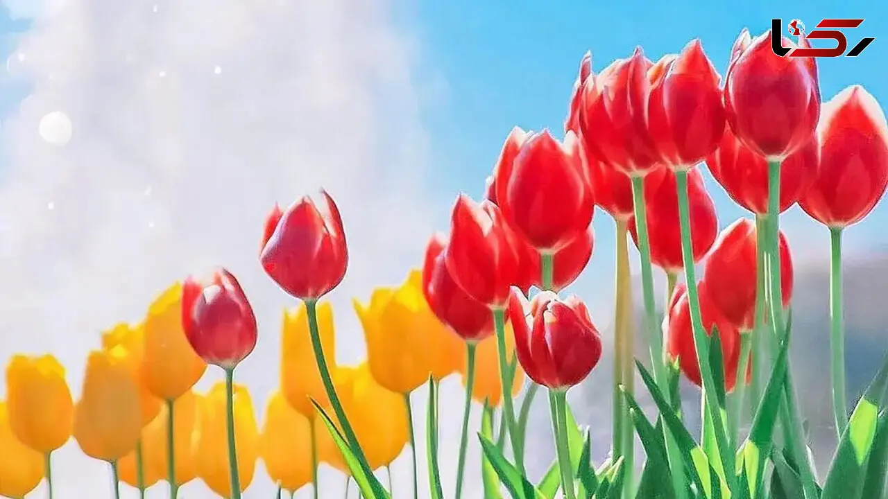 فال ابجد امروز / 26 آذر + فیلم