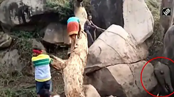 حمله فیل مادر به ساکنان محلی هنگام نجات بچه فیل + فیلم